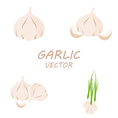 Vector Garlic icons set on white backgroundのイラスト素材