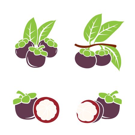 Fresh Mangosteen Mangosteen. Vector illustration.のイラスト素材
