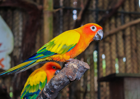 bird of color