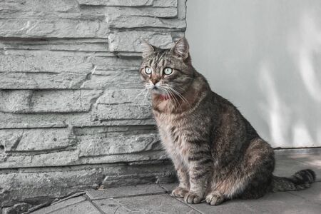 Cat sits near the wall of his houseの写真素材