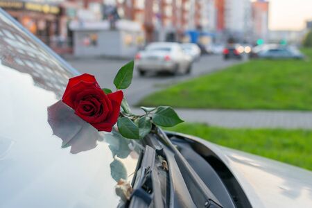 The red rose left as a gift to the girl dries on the windshield of the carの写真素材