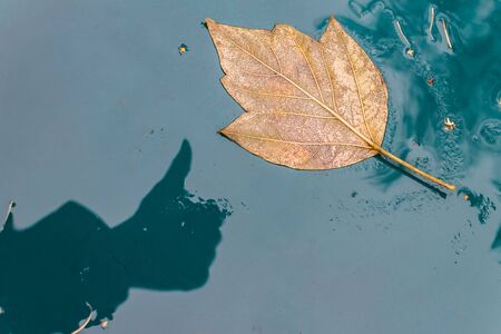 Autumn leaf lies on a wet surface and a human hand shadow showing a gesture like
