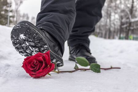 A man steps on a red rose lying in the snow due to separation from his belovedの写真素材