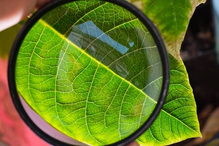 Care for indoor plants. Examining a plant leaf under a magnifying glass for parasites or damageの写真素材