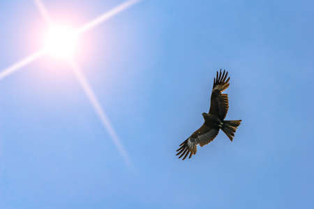 Desert eagle soars in the sky against the background of a clear sky and a bright sun in search of preyの写真素材