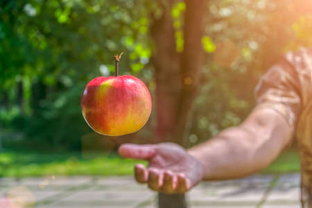 The gardener throws a ripe and juicy apple flying in the rays of the summer sunの写真素材