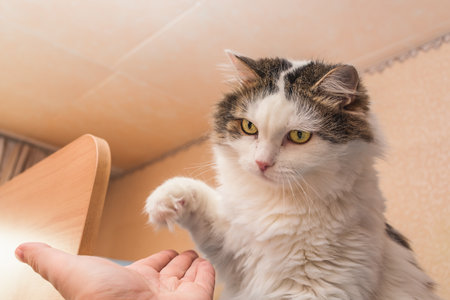 A domestic cat greets a person by giving him a paw, plays and is trainedの写真素材
