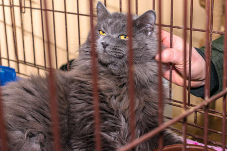 Man scratches behind the ear of a Maine Coon cat through the grate of the cageの写真素材
