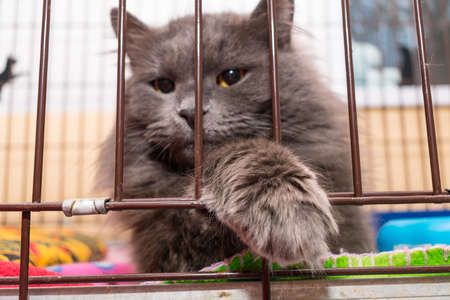 The grate of the cage through which the locked cat peeps. Animals in sheltersの写真素材