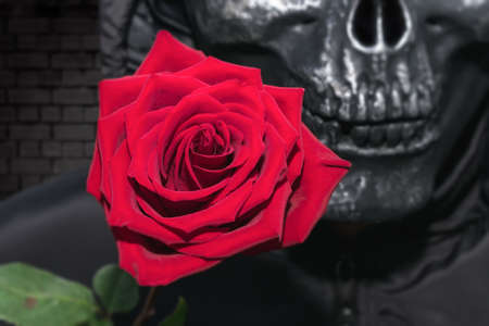 A red rose given as a gift from a zombie. Rose in the hands of a man in a skeleton suitの写真素材