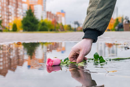 A passer-by picks up a discarded rose from a puddleの写真素材