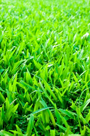 Nature background  green grass の写真素材