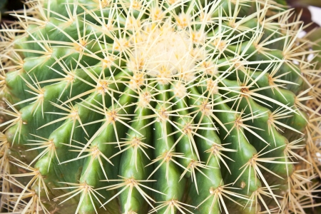 Globe shape cactus の写真素材