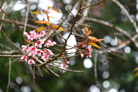 Thai sakura blooming in winter, North of Thailand の写真素材