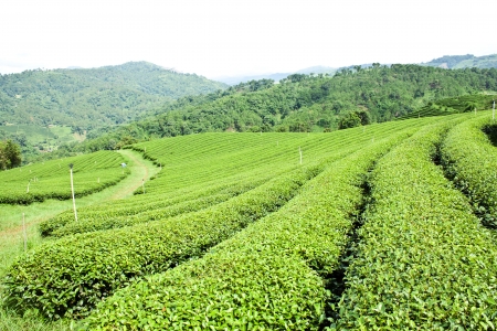 Tea Plantation の写真素材