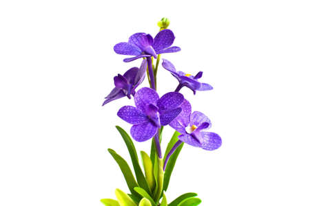Purple fake orchid isolated on whiteの写真素材
