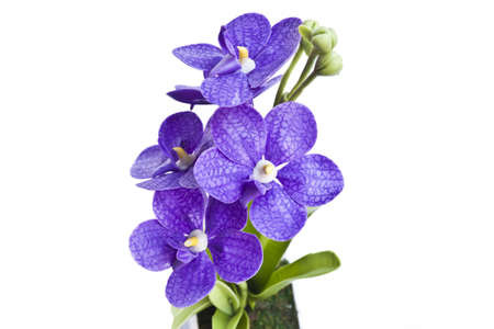 Purple fake orchid isolated on whiteの写真素材
