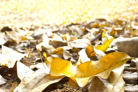 Autumn leaves on groundの写真素材