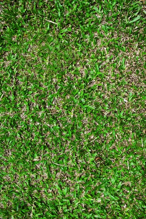 Close-up image of green grass の写真素材