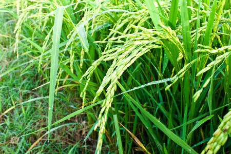 Rice fieldの写真素材