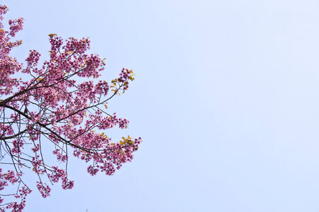 Beautiful cherry blossom against blue sky, Nan, Thailandの写真素材