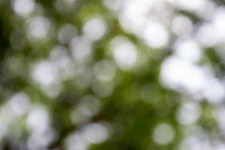 green bokeh from treeの写真素材