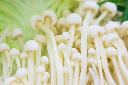 Golden Needle Mushroom の写真素材