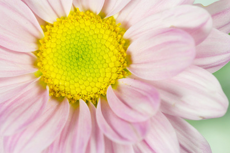flower macroの写真素材