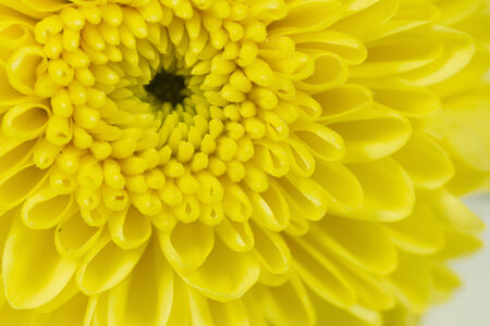 chrysanthemumの写真素材