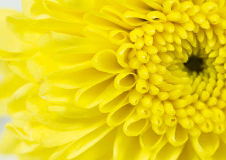 chrysanthemumの写真素材
