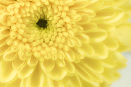 chrysanthemum with soft filter styleの写真素材