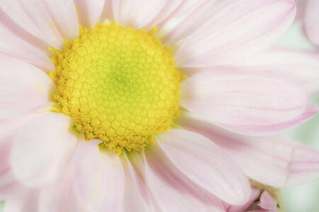 flower macro with soft filter styleの写真素材