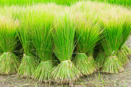 Rice seedlings for plantingの写真素材