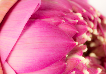 Lotus flower on white background の写真素材