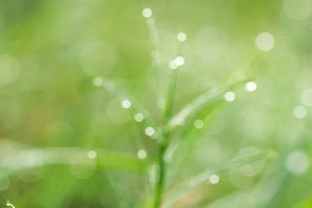 Blur spring background. Leaves with dew dropsの写真素材