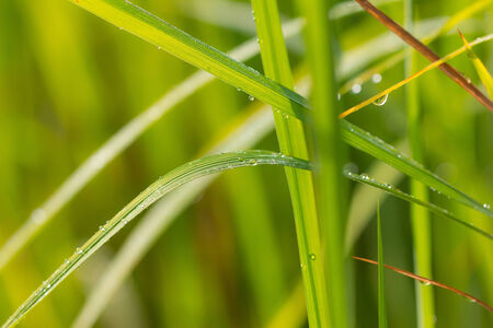 spring background. Leaves with dew dropsの写真素材