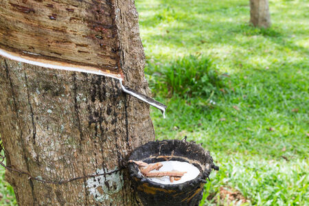 Rubber plantation, South East Asiaの写真素材