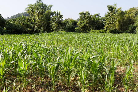 Corn fieldの写真素材