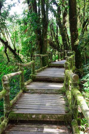 Wood bridge with moss in natural park Thailandの写真素材
