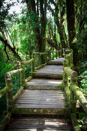 Wood bridge with moss in natural park Thailand