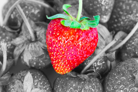 Fresh Strawberryの写真素材
