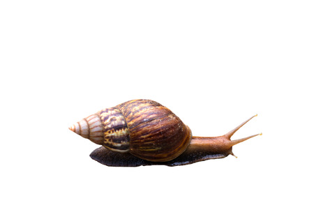 Snail crawling isolate on white background.の写真素材