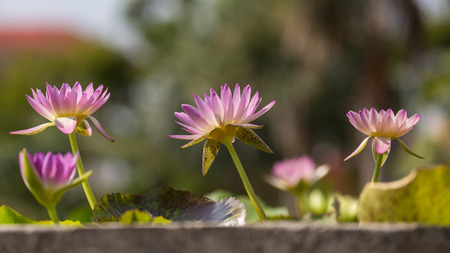A family of purple lotuses on the sunny dayの写真素材