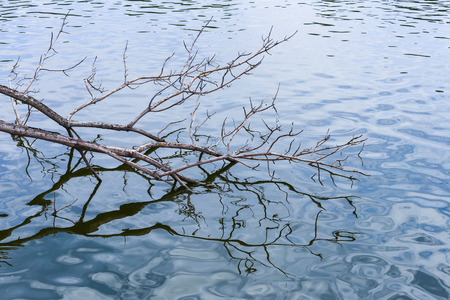 Branch of tree bends to touch the blue waterの写真素材