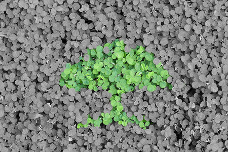 Green tree of leaves on grey backgroundの写真素材