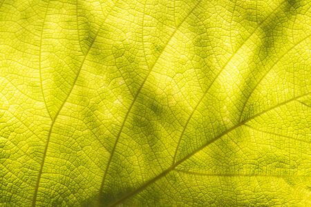 Background from yellow leaf during sunny day which can see food pipe