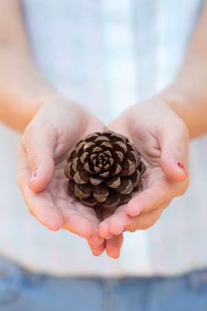 Concept of conservation by beautiful hands holding the big pine seedの写真素材