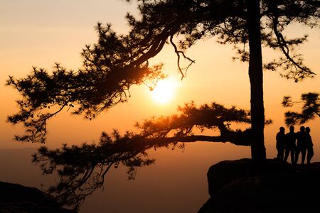 Silhouetted branch of pine tree with travelers on the rock cliff beside during the sunset time at Lomsak cliff at Phukradueng national park in Loei province of Thailand.の写真素材