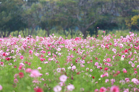 Focus onto the center of pink cosmos field plant which having blurred big trees as background