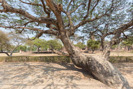 Big old tree with less of leaves having twist trunk outdoor in the park during sunny dayの写真素材